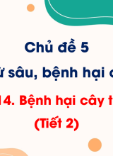 CN Trồng trọt - Bài 14. Bệnh hại cây trồng (Tiết 2)